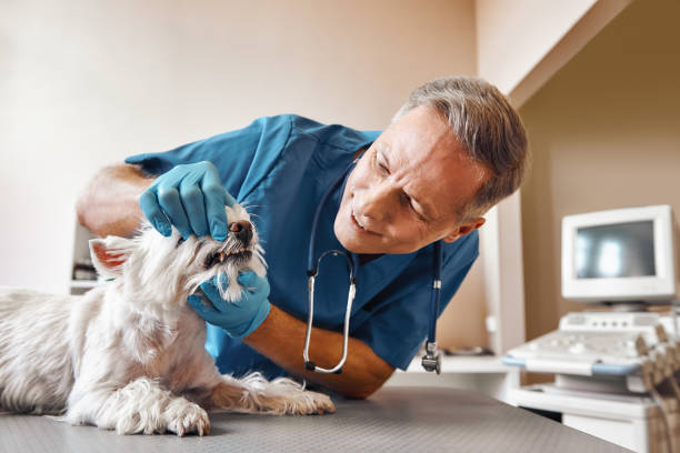 Best Emergency Wisdom Tooth Extraction in Elfers, FL